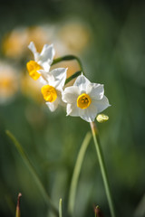 Fototapeta premium 水仙の花 初春イメージ