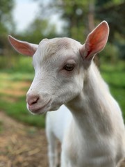 goat on the farm