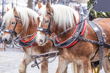 Pferde vor Kutsche am Christkindlesmarkt in Nürnberg