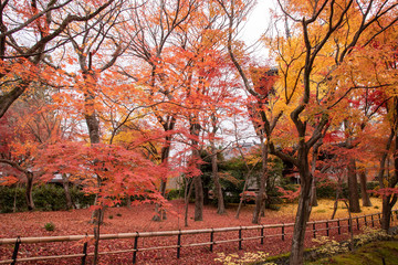 Naklejka premium 真如堂の紅葉絨毯