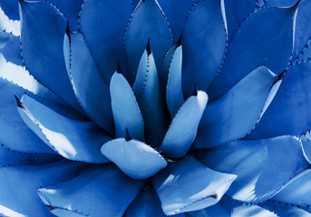 Closeup view of a blue agave plant. Trendy color 2020.