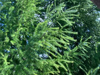 pine branch with cones