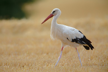 White Stork (Ciconia ciconia) searching for food on a stubble field near Frankfurt, Germany.