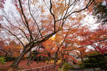 Fototapeta premium 真如堂の紅葉絨毯