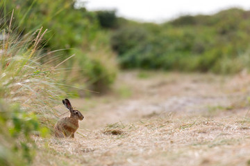 European hare (Lepus europaeus) in the dunes on Juist, East Frisian Islands, Germany.