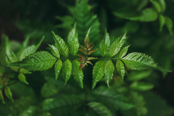 Top part of green tree leaf or leaves. in dark tone light.