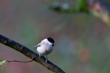 Marsh Tit (Poecile palustris) in the nature protection area Moenchbruch near Frankfurt, Germany.