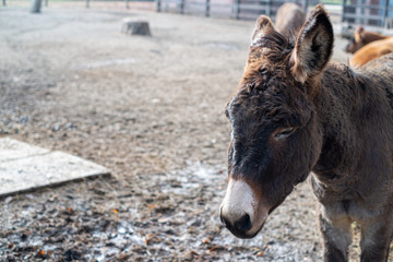Fototapeta premium Close up of a donkey inside a farm