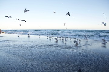 beautiful seagulls flying by the sea