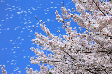 桜の花　春イメージ