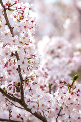 Obraz premium 桜の花 春イメージ