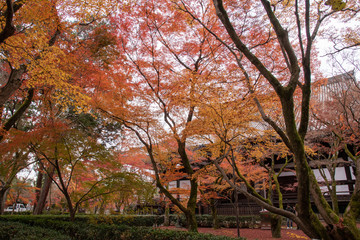 真如堂の紅葉絨毯
