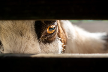 Close up of the goat, its eye and its look