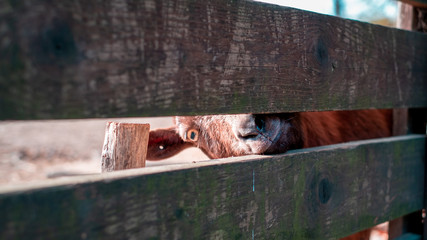 Close up of the goat, its eye and its look