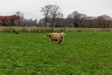 Obraz premium Herde schottischer Galloway-Rinder in Freilandhaltung grast auf einer Weide eines Biobauernhofs mit artgerechter Haltung zur nachhaltigen Fleischproduktion und Milchproduktion