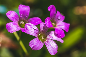 Fototapeta premium ムラサキカタバミの花