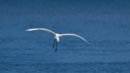 着陸寸前のダイサギ