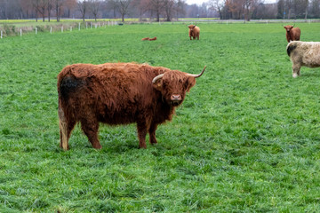 Herde schottischer Galloway-Rinder in Freilandhaltung grast auf einer Weide eines Biobauernhofs mit artgerechter Haltung zur nachhaltigen Fleischproduktion und Milchproduktion