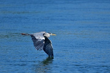 青空映す水面を颯爽と飛ぶアオサギ