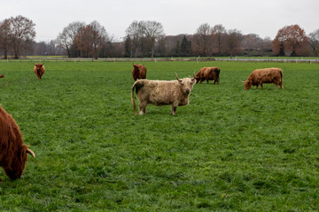 Herde schottischer Galloway-Rinder in Freilandhaltung grast auf einer Weide eines Biobauernhofs mit artgerechter Haltung zur nachhaltigen Fleischproduktion und Milchproduktion