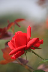 Beautiful Red Rose Flower Blooming in the Garden