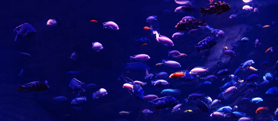 Fototapeta na wymiar New year 2020. Trend. Design. Blue. Coral. Background aquarium with fish.