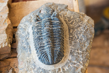 Close up of a fossilized trilobite imbedded in a rock as found in the area of Erfoud © Vermeulen-Perdaen