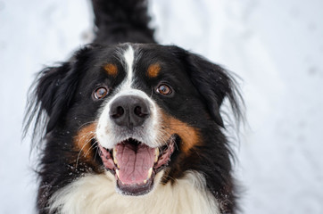 Bernese mountain dog head close-up with snow on nose