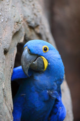 The hyacinth macaw (Anodorhynchus hyacinthinus) or hyacinthine macaw peeks out of its nesting cavity. Big blue macaw, portrait at the nest.