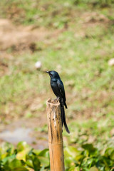 Black Drongo Bird Waiting for Food
