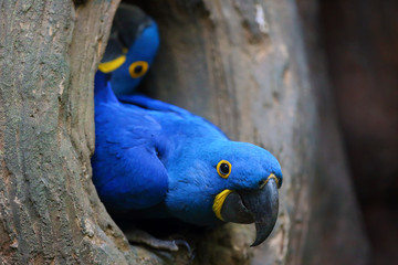 The hyacinth macaw (Anodorhynchus hyacinthinus) or hyacinthine macaw peeks out of its nesting cavity. Big blue macaw, portrait at the nest.Blue macaw at the nest, the second looking behind him. © Karlos Lomsky
