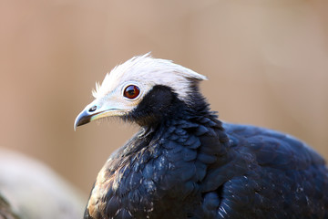 The blue-throated piping guan (Pipile cumanensis), portrait of a bird from the family Cracidae.