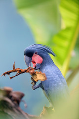 The palm cockatoo (Probosciger aterrimus), also known as the goliath cockatoo or great black...
