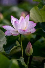 蓮の花　初夏イメージ