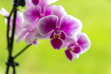 Pink-rosa-farbene Orchidee in voller Blütenpracht und mit sich öffnenden Blütenknospen als edles Geschenk zum Muttertag oder zur Freude und Zierde für Freunde und Verwandte