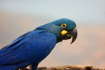 Lear's macaw (Anodorhynchus leari), also known as the indigo macaw, portrait with white background....