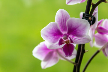 Pink-rosa-farbene Orchidee in voller Blütenpracht und mit sich öffnenden Blütenknospen als edles...