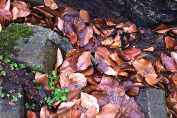 Herbstzeit