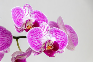Pink-rosa-farbene Orchidee in voller Blütenpracht und mit sich öffnenden Blütenknospen als edles...