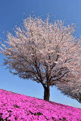Naklejka premium Good harmony of cherry and grass cherry