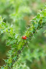 Ladybug insect and aphids. Harlequin ladybird, Asian lady Beetle, Harmonia axyridi with raindrops on a bud thistle with colony of aphids. Invasive species. Blurred background. France.