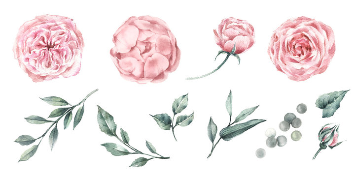 Set of watercolor graphics roses peonies and plant branches. For design fabric, poster or card. Botanical illustration.