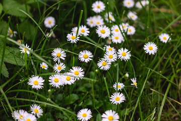 Fototapeta premium Daisies