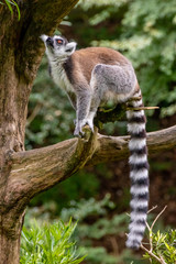 ワオキツネザルのポートレート