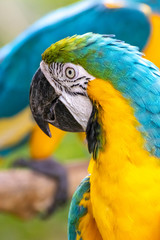 ルリコンゴウインコのポートレート