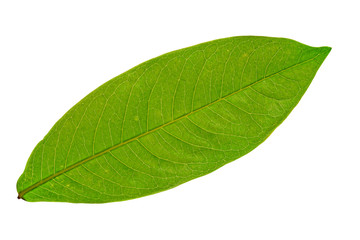 Fototapeta na wymiar Green leaf isolated on white background with clipping path