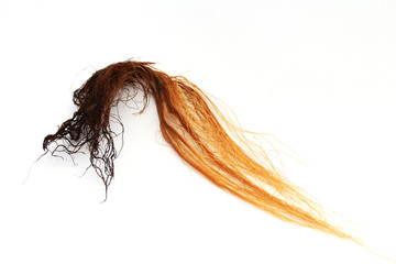 Corn silk (Stigma maydis) isolated on white.