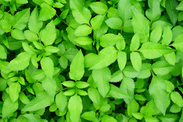 Fototapeta na wymiar Fresh Green leaves pattern background, Natural background and wallpaper