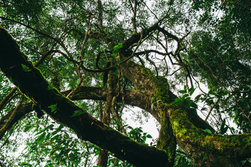 Big tall tree in forest or large root green tree on the background.