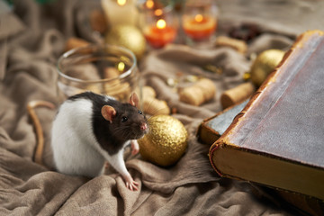 Black and white rat among christmas toys and candles. 2020 new year symbol.
